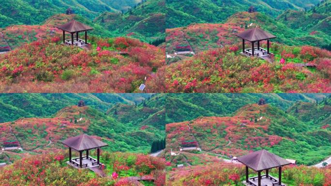 浏阳大围山杜鹃花海航拍