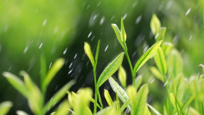 茶叶广告宣传 清明谷雨 茶叶嫩芽特写