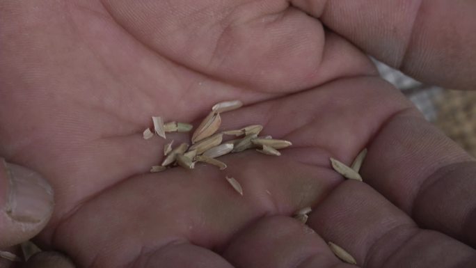 水稻种子 暴晒 筛种 挑选瘪谷 破碎稻种