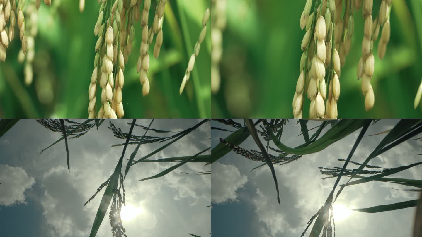 阳光水稻