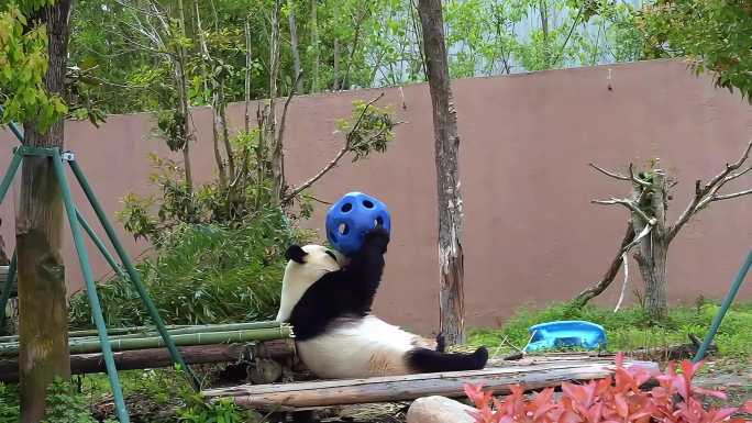 4K高清拍摄大熊猫各种搞笑动作