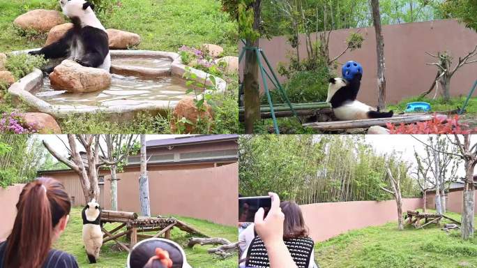 4K高清拍摄大熊猫各种搞笑动作