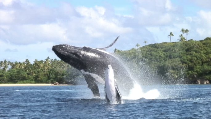 一只鲸鱼在汤加冲出海洋