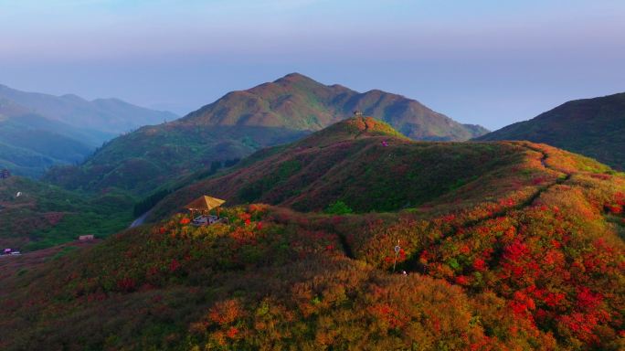 浏阳大围山杜鹃花海航拍