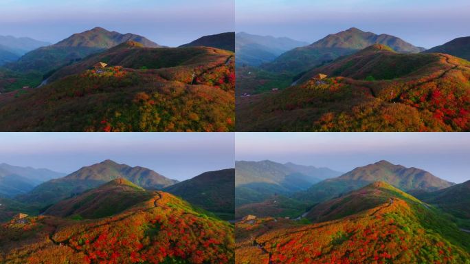 浏阳大围山杜鹃花海航拍