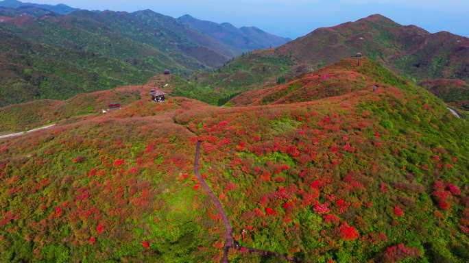 浏阳大围山杜鹃花海航拍