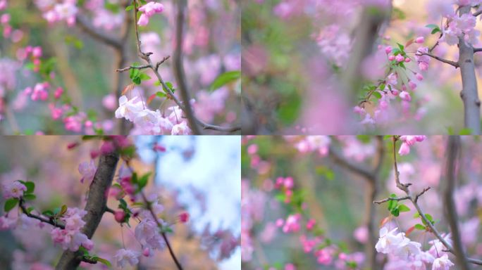 春天花朵樱花盛开植物风景视频素材94