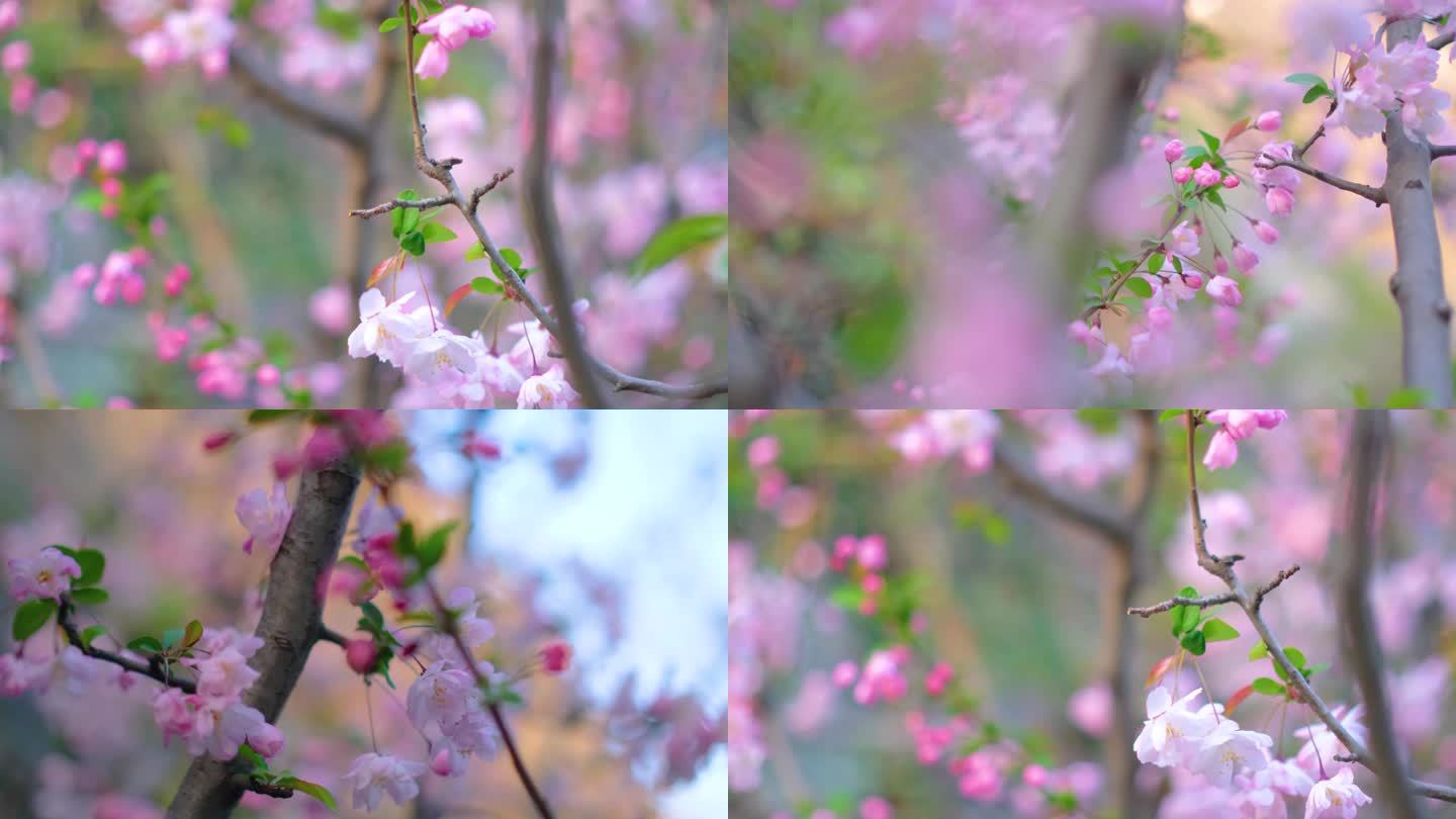 春天花朵樱花盛开植物风景视频素材94