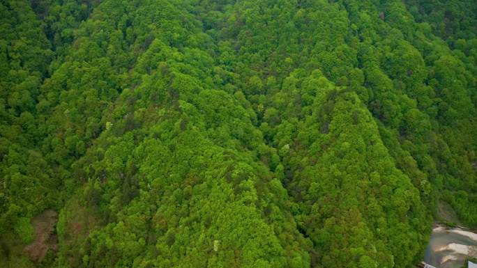 原始丛林深山老林航拍青山树木自然风光