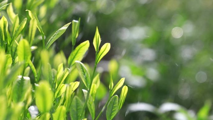 茶叶广告宣传 清明谷雨 茶叶嫩芽特写