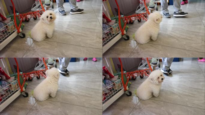 白色怀孕狗狗在宠物店里四处观望等主人接