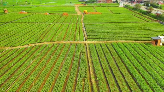 横县 中华茉莉园 茉莉花种殖园 茉莉花地