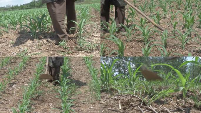 玉米 大田种植 苗期 玉米行间 人工除草
