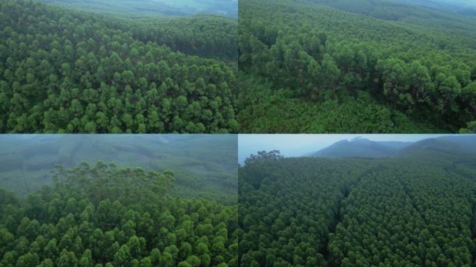 绿树林山林桉树林速生桉航拍森林航拍树林