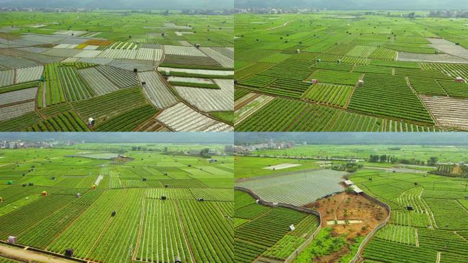 横县 中华茉莉园茉莉花种殖园 茉莉花地