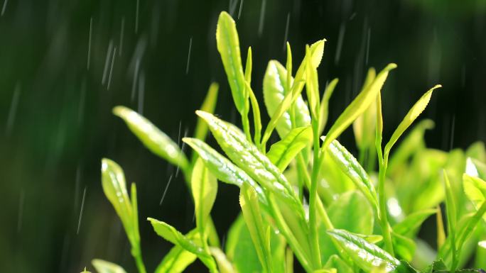 茶叶广告宣传 清明谷雨 茶叶嫩芽特写