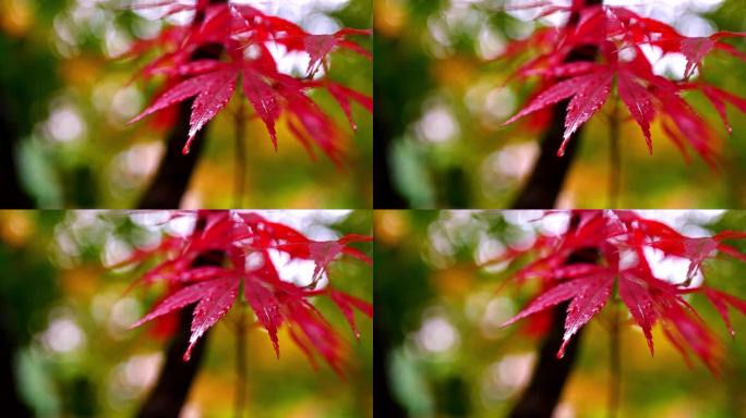 雨滴落在色彩鲜艳的枫叶慢镜头