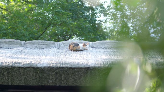 屋顶上的猫 慵懒小猫 晒太阳的猫4k
