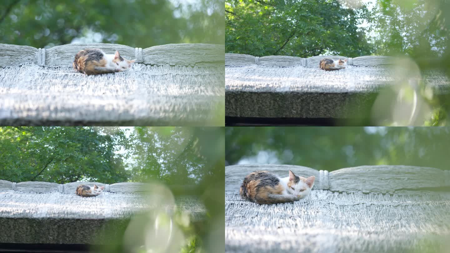 屋顶上晒太阳的猫 慵懒小猫 伸懒腰 4k