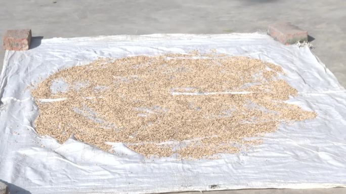 塑料垫 水稻种子 晒稻种 阳光暴晒 杀菌