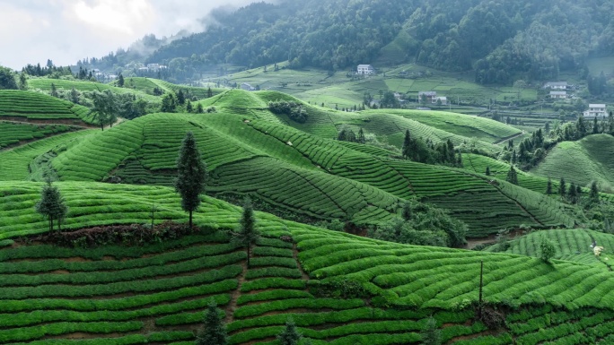 航拍山区云雾袅绕的茶山4K