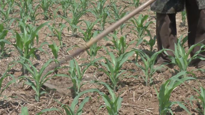 玉米 大田种植 苗期 玉米行间 人工除草
