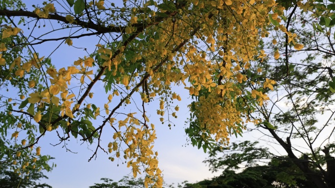 公园景观绿化树：腊肠树、金链花