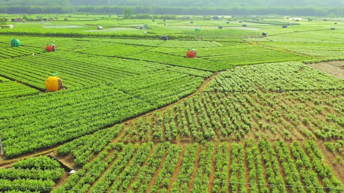 横县 中华茉莉园茉莉花种殖园 茉莉花地