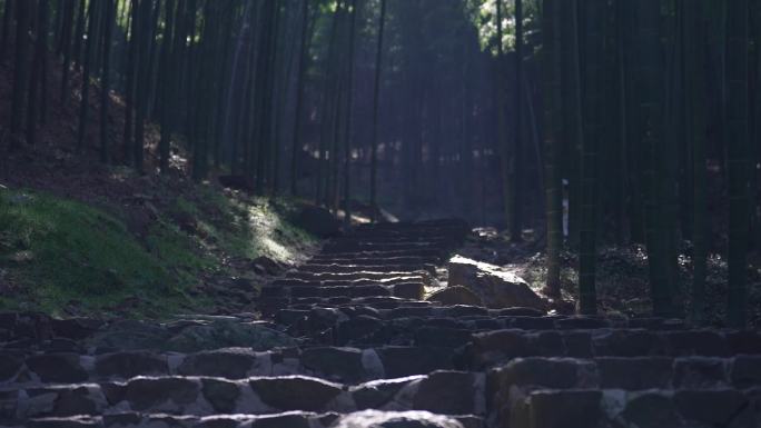 竹林光影竹林竹海竹子阳光绿色成片竹子合集