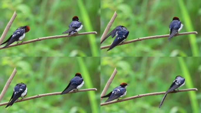 中国鸟类新纪录线尾燕在枝头理毛