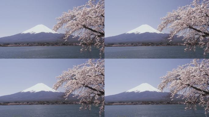 富士山和樱花