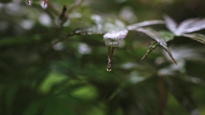 雨滴落在的枫叶慢镜头