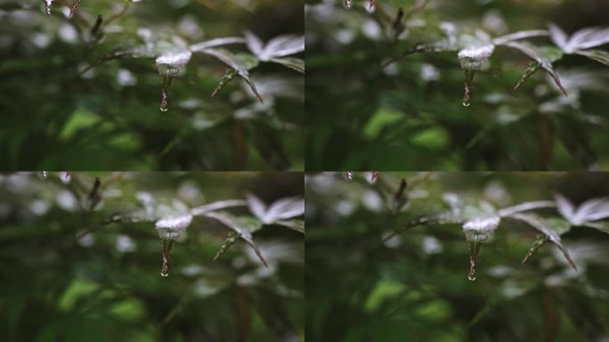 雨滴落在的枫叶慢镜头