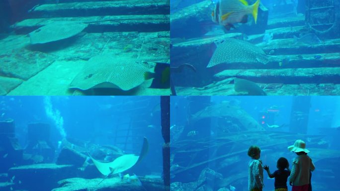 阿联酋迪拜棕榈岛水族馆第一视角