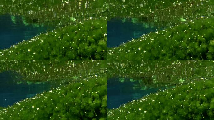 日本毛茛花在Kakita河