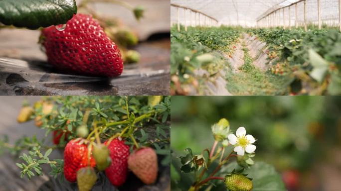 大凉山草莓幼苗和成熟果实