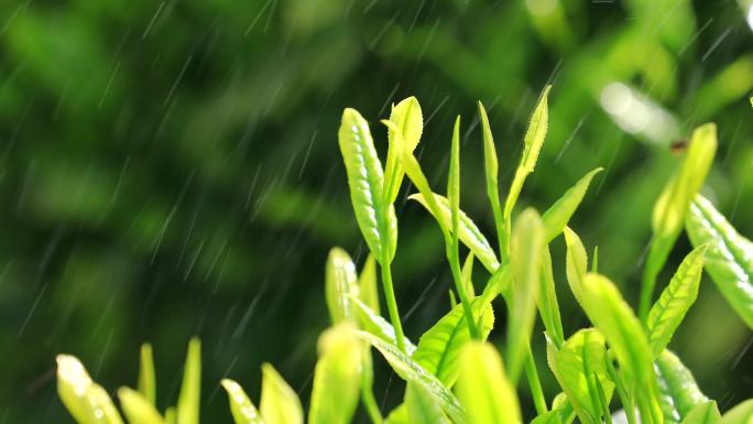 茶叶广告宣传 清明谷雨 茶叶嫩芽特写