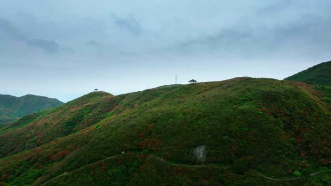 浏阳大围山杜鹃花海航拍