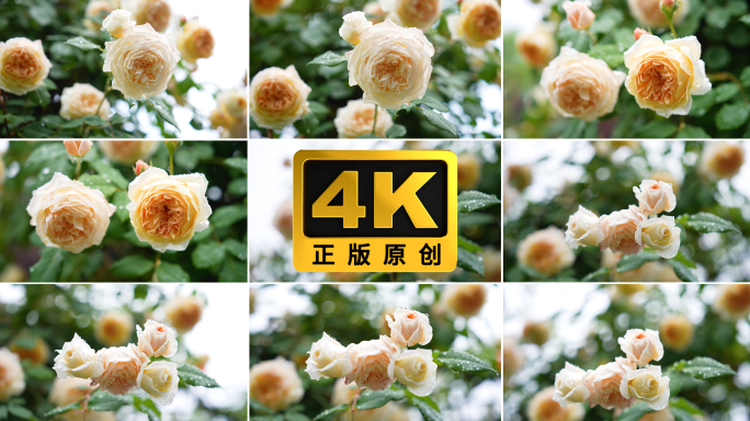 4K雨后蔷薇玫瑰春天月季鲜花自然绽放01