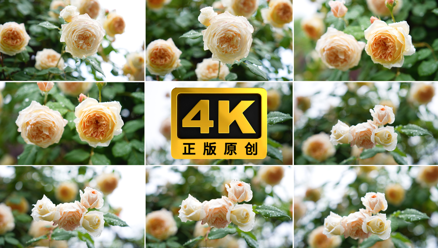 4K雨后蔷薇玫瑰春天月季鲜花自然绽放01