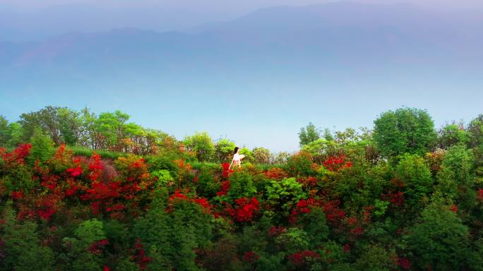 浏阳大围山杜鹃花海航拍