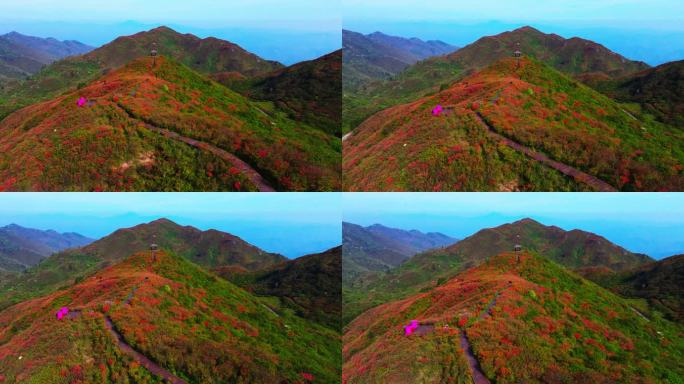 浏阳大围山杜鹃花海航拍