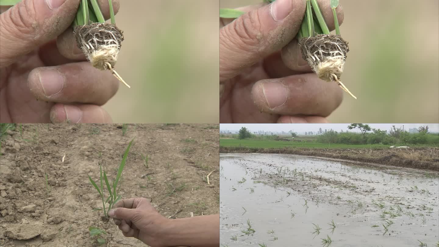 水稻穴盘育秧 健康稻苗 起苗 水田 抛秧