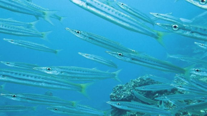 一群梭鱼在日本冲绳石垣岛游泳