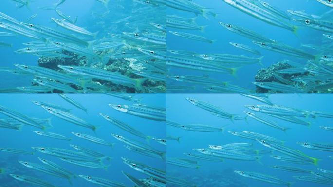 一群梭鱼在日本冲绳石垣岛游泳