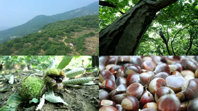 泰山板栗 果木 山林