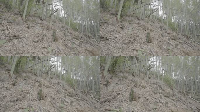 被砍伐破坏的竹子