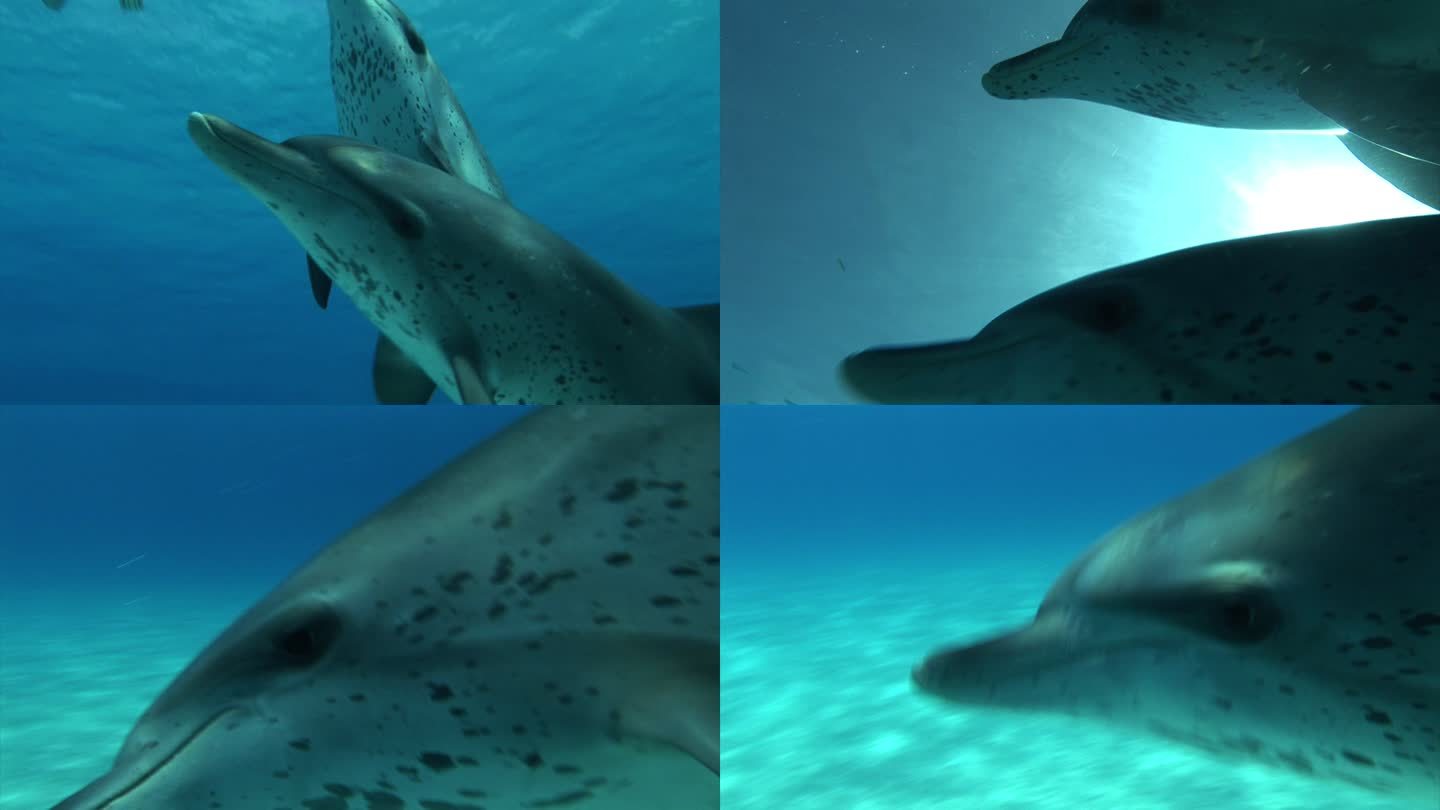 巴哈马群岛的海豚在水下游泳