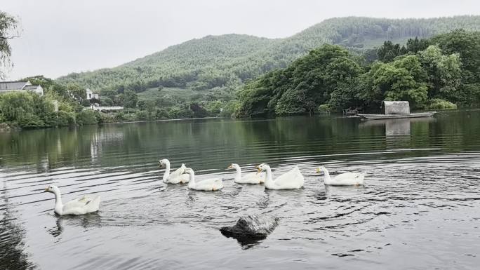 湖水中游动的白鹅