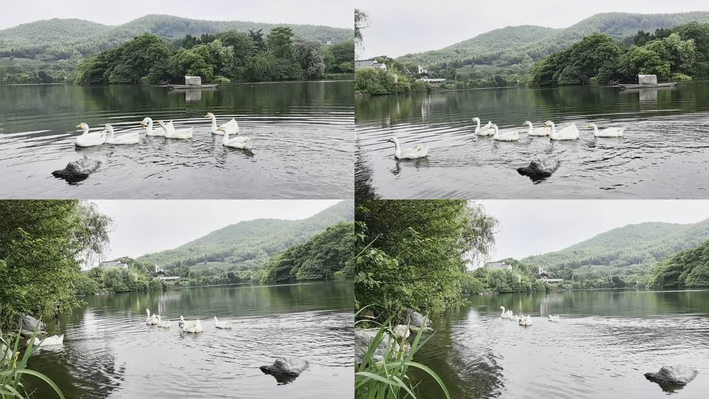 湖水中游动的白鹅